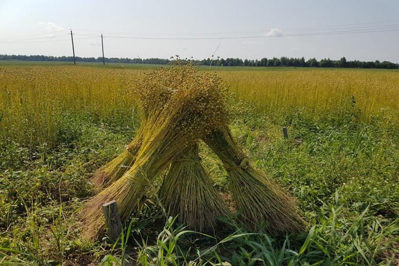 Институт льна: лён применяют от одежды до космоса